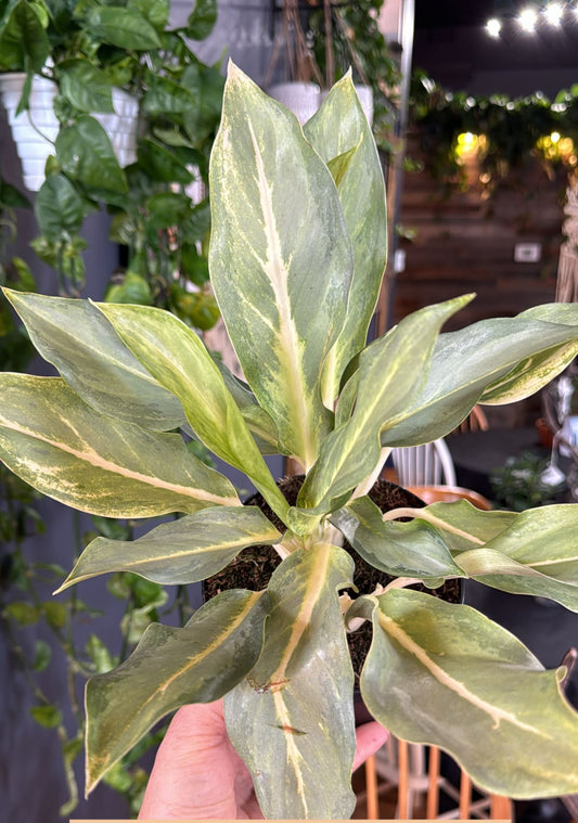 6” Aglaonema Phuket