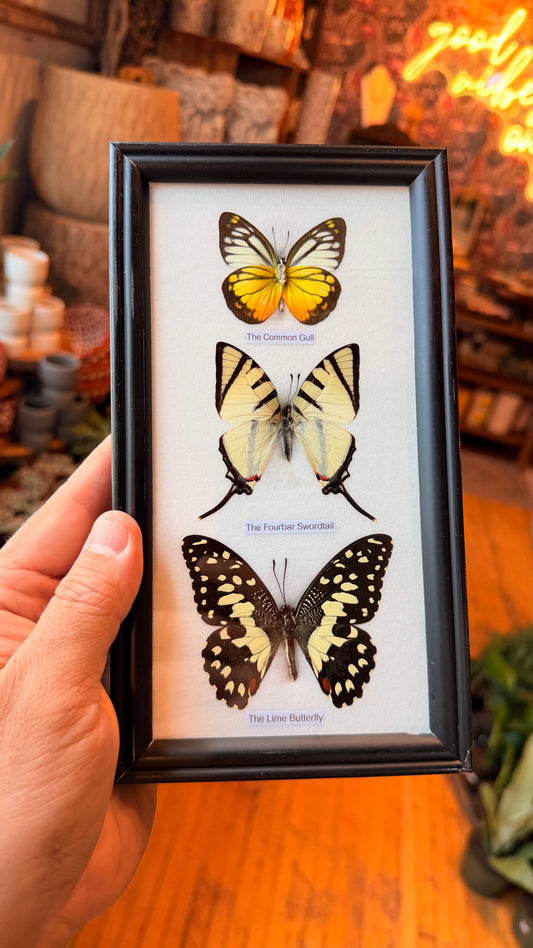 3 Piece Butterfly Specimen