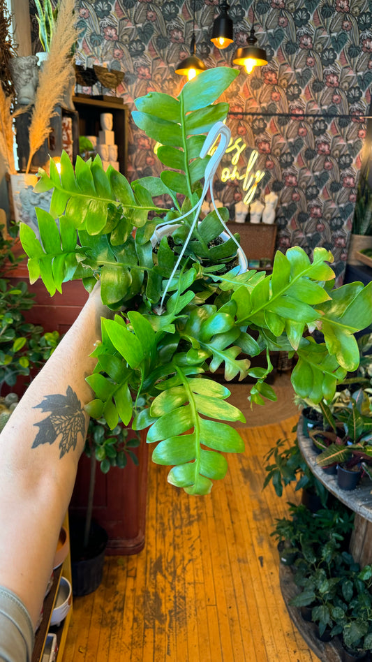 7.5” Shark Tooth Epiphyllum