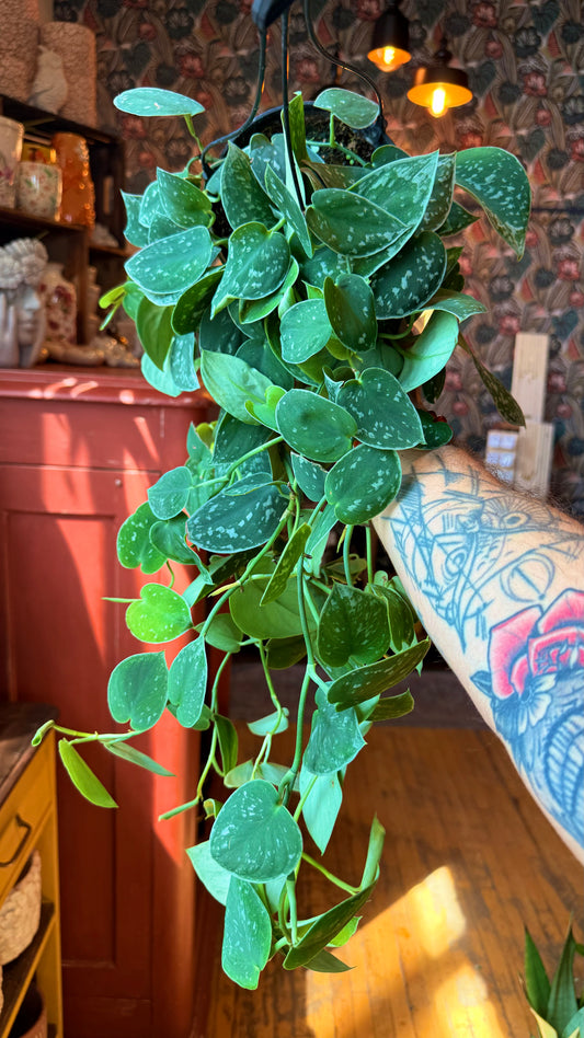 6” Silvery Anne Scindapsus