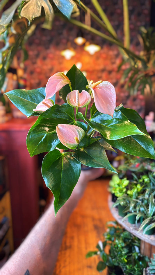 4” ‘Fuzzy Peach’ Anthurium
