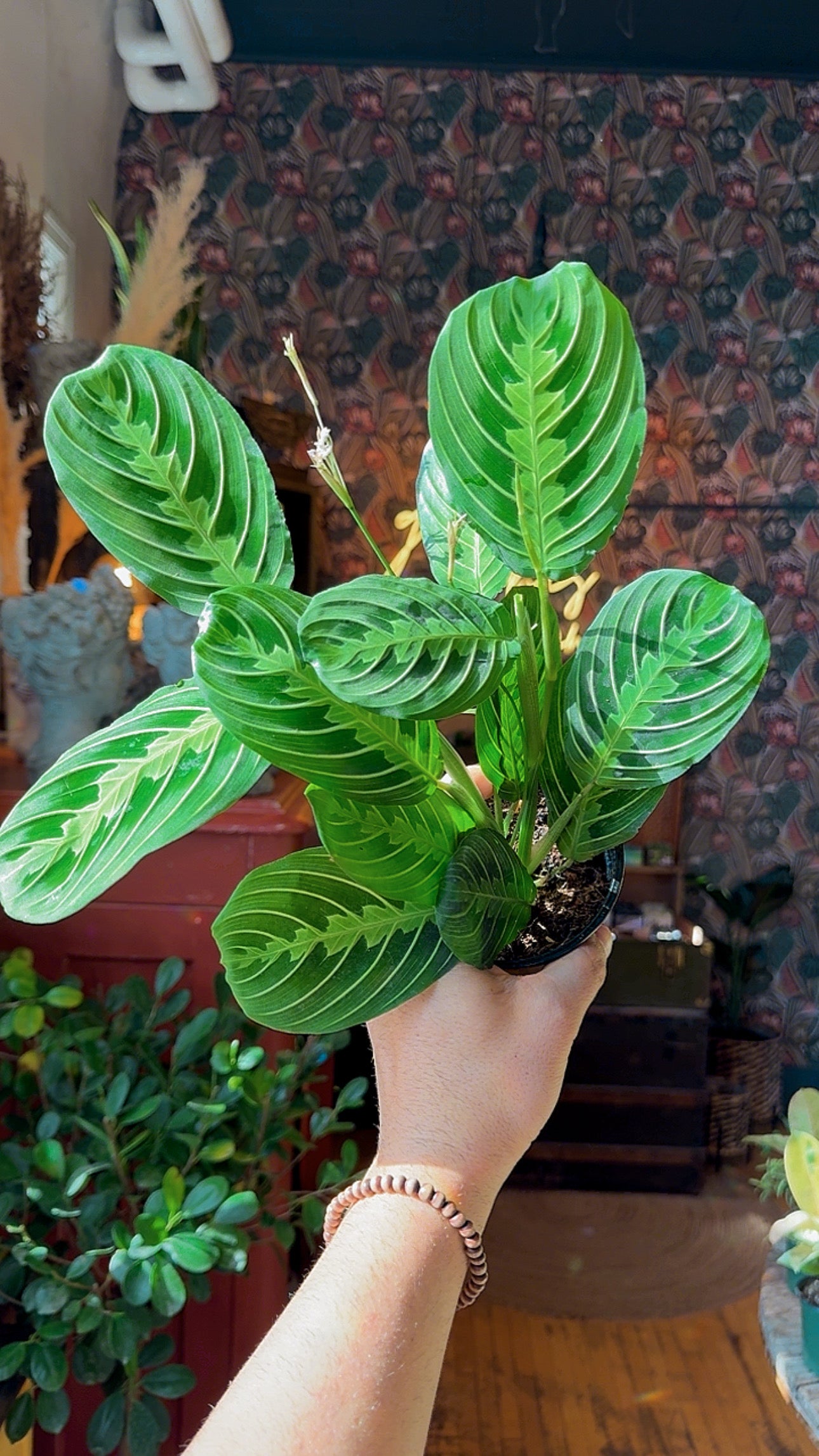 4” Lemon Lime Maranta