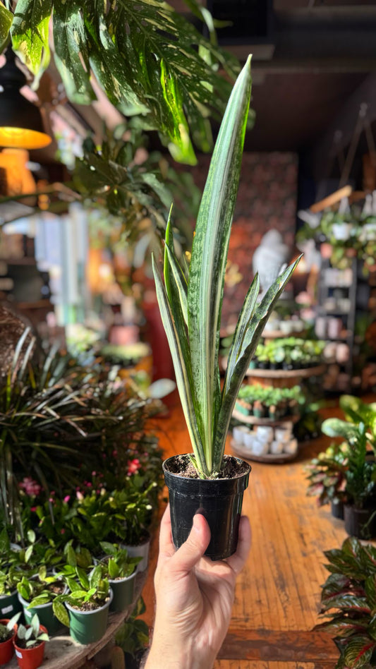 4” Bantel’s Sensation Snake Plant