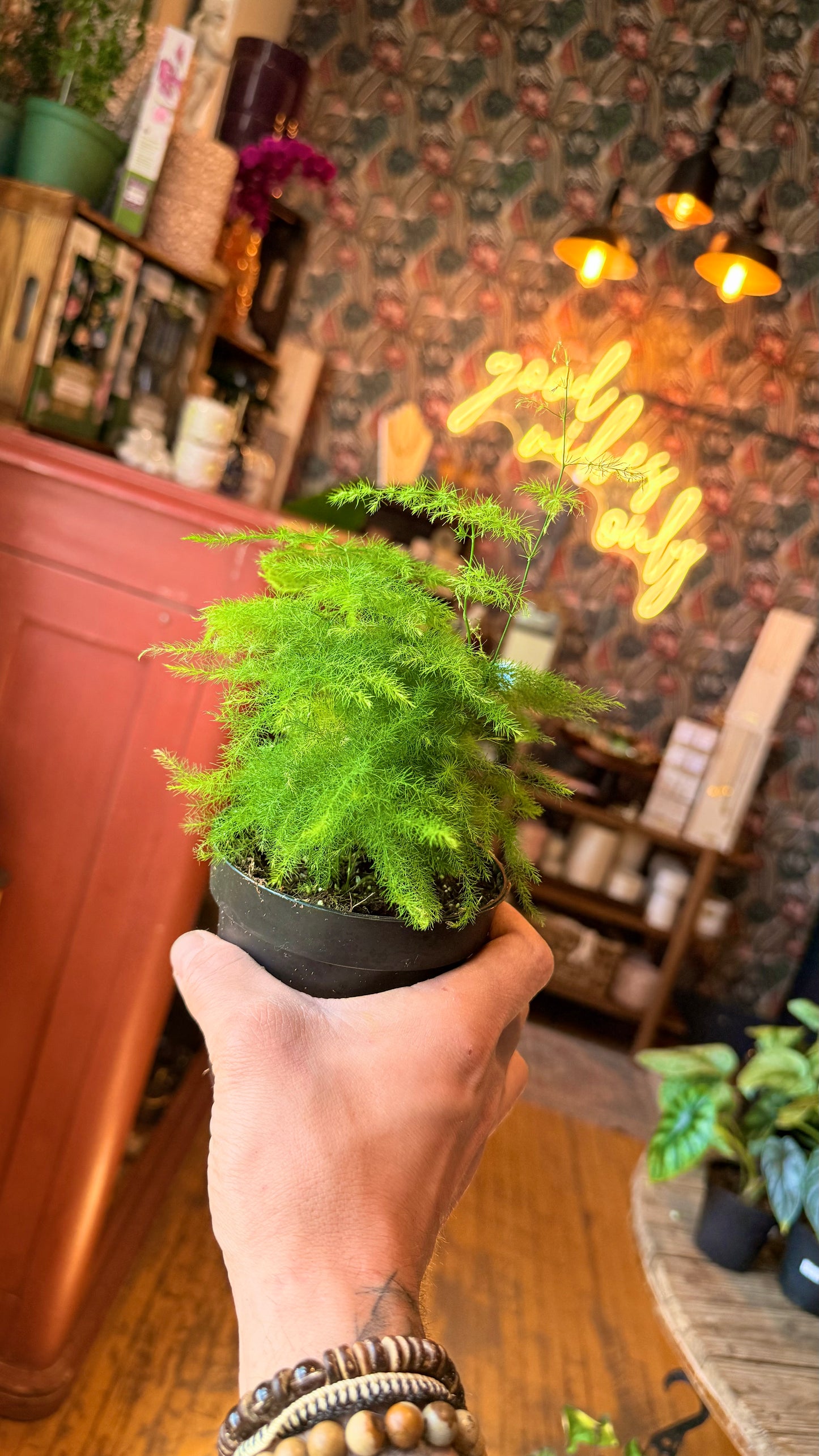 4” Plumosa Fern