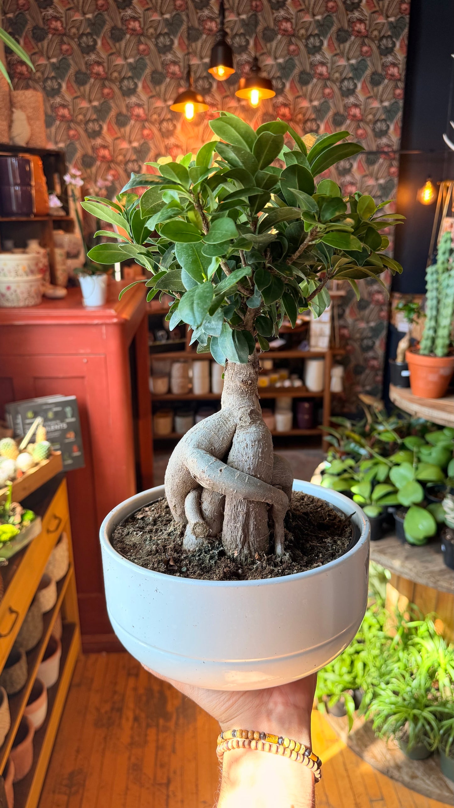 8” Ginseng Bonsai