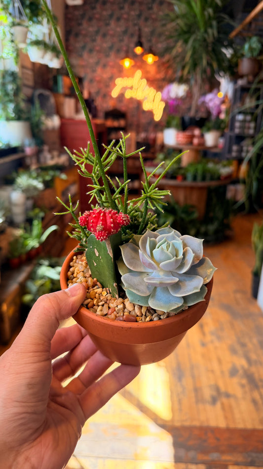 5” Mini Cactus Garden