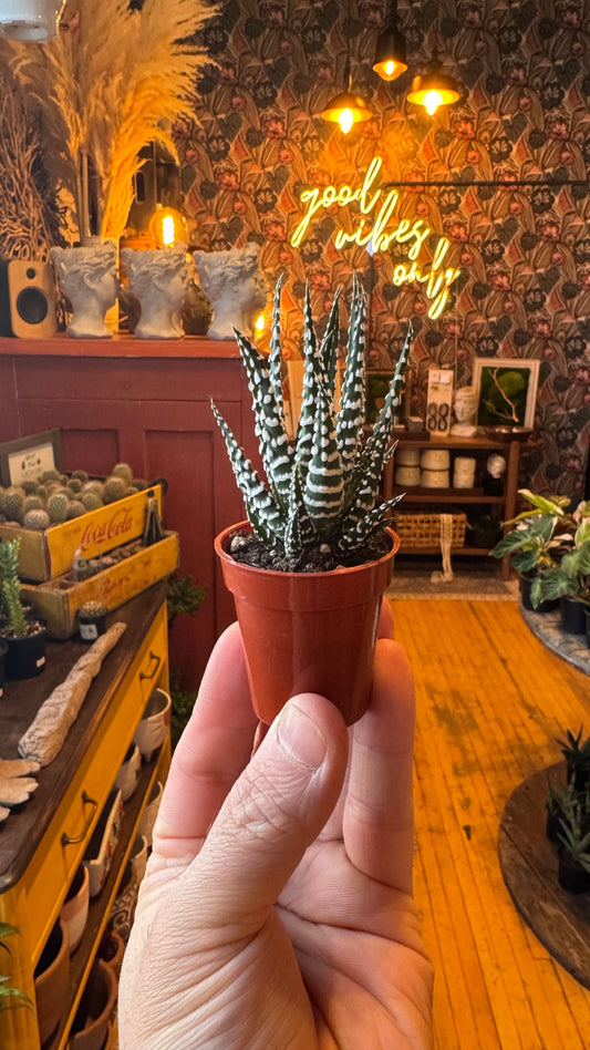 1.5” Zebra Haworthia