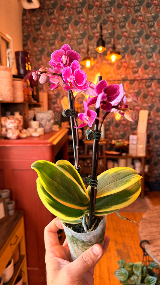 3.5” Variegated Orchid