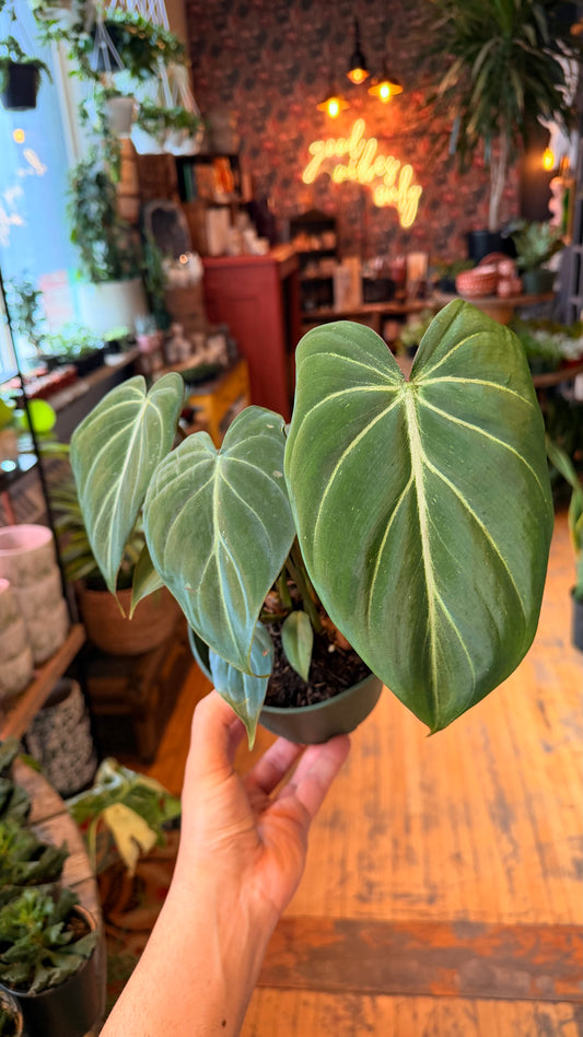 6” Gloriosum Philodendron ‘Dark Form’