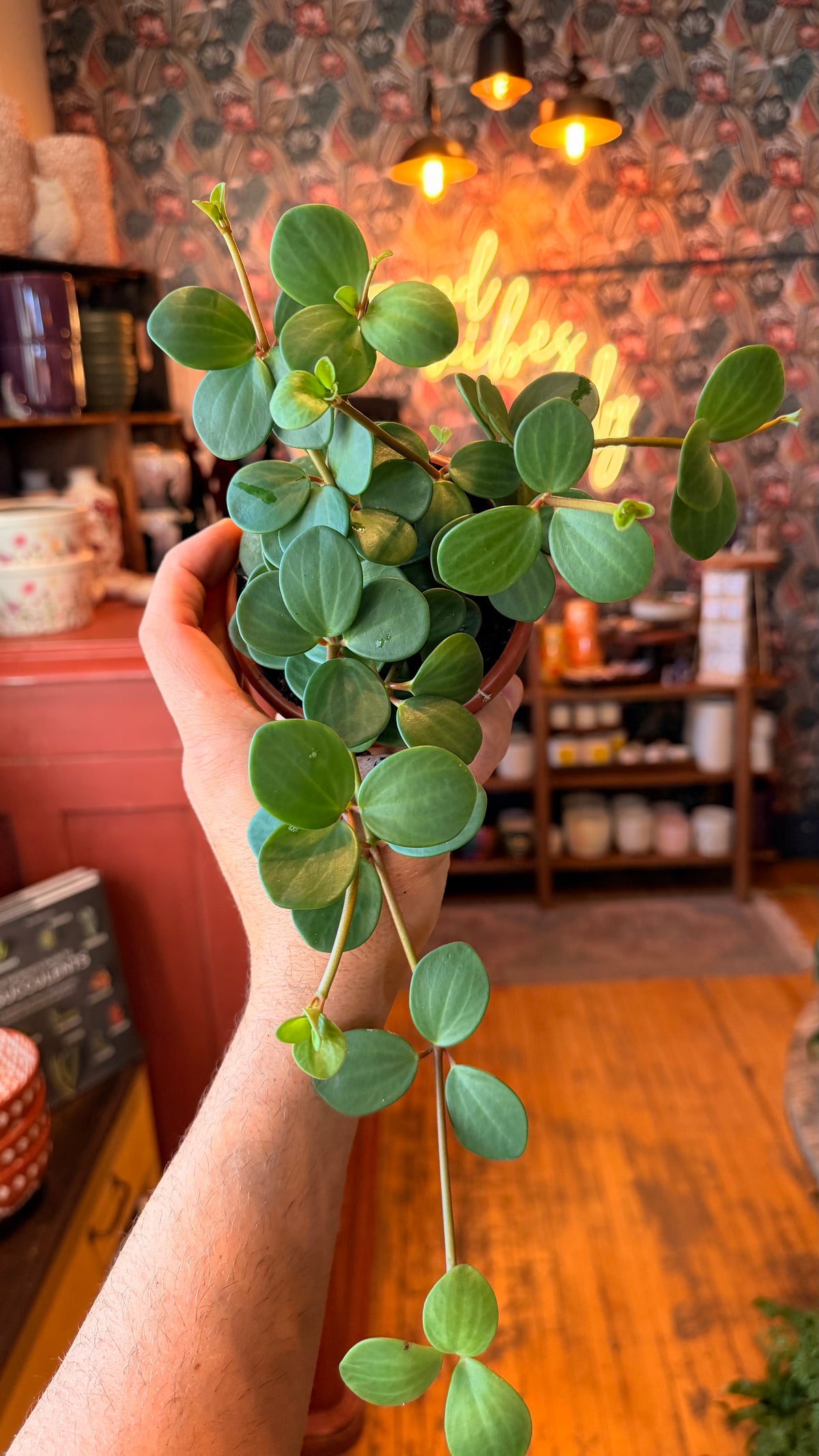 4” Peperomia Hope