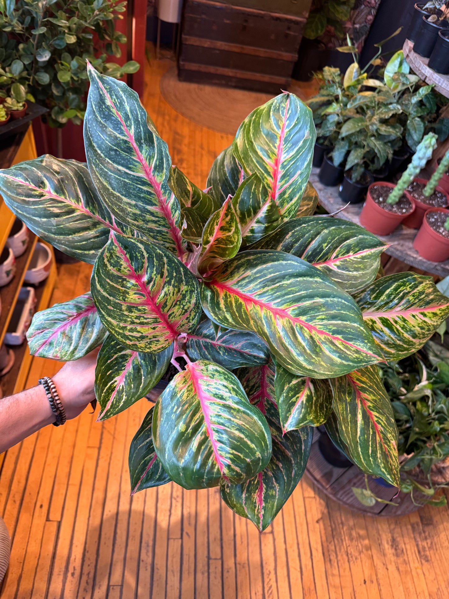 10” Red Emerald Aglaonema