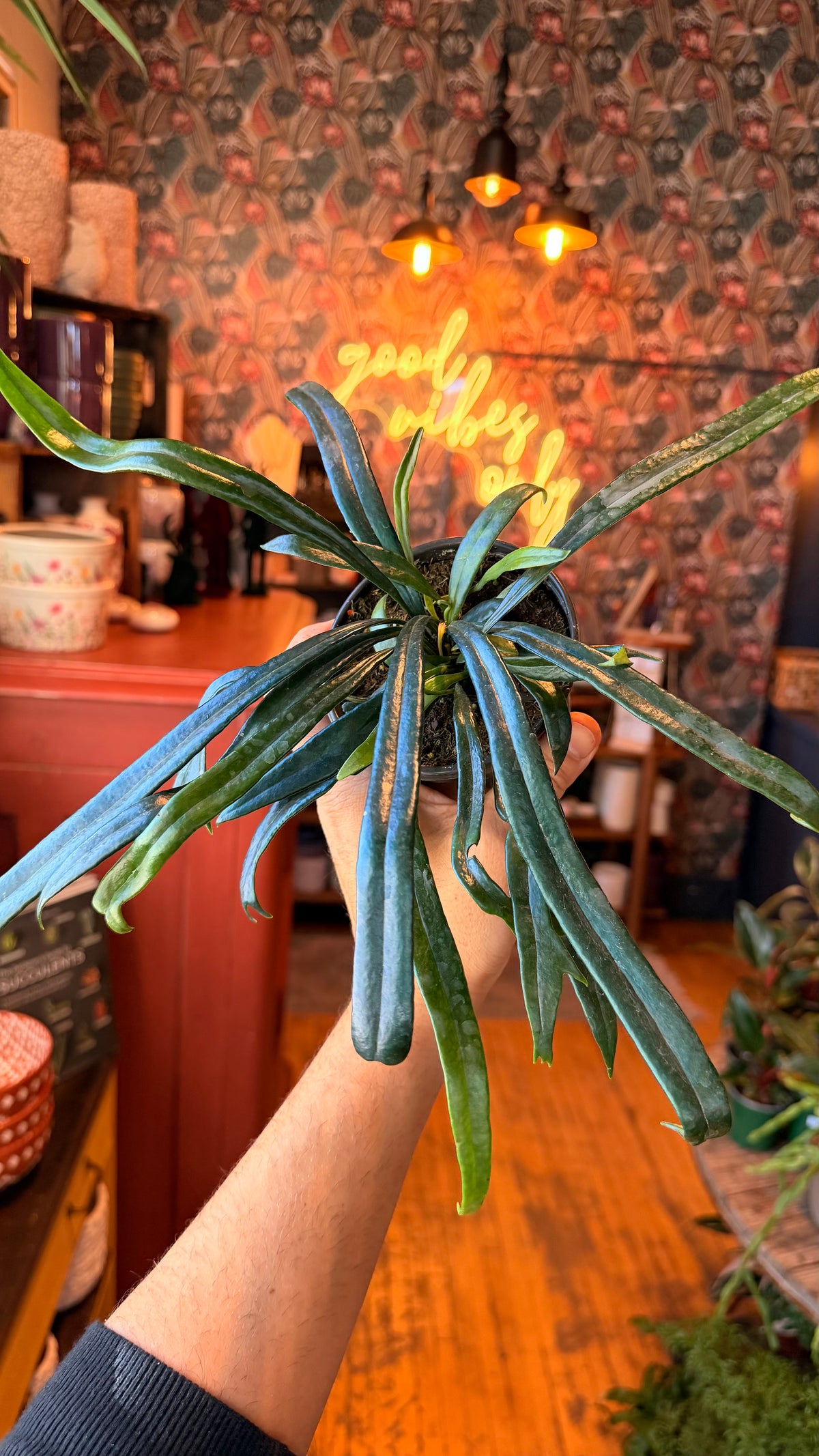 4” Blue Oil Fern