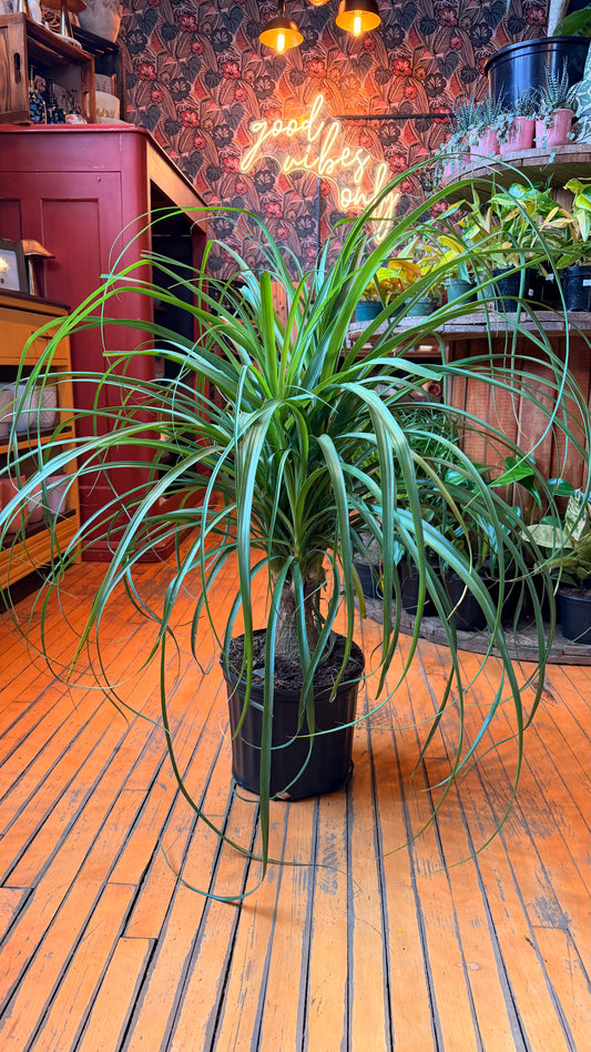 10” Ponytail Palm