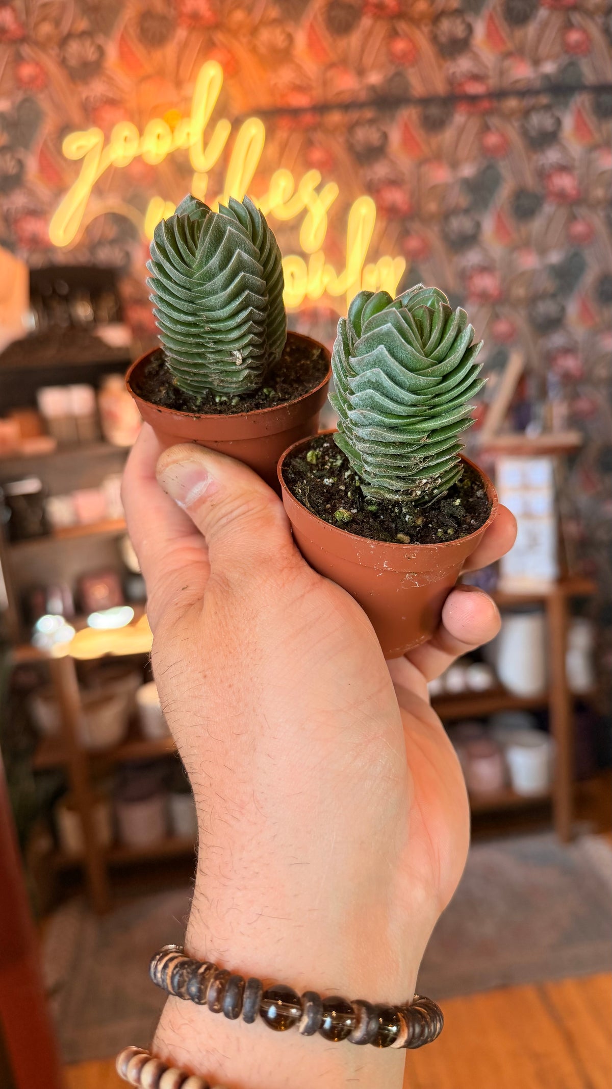 2.5” Buddha’s Temple Succulent