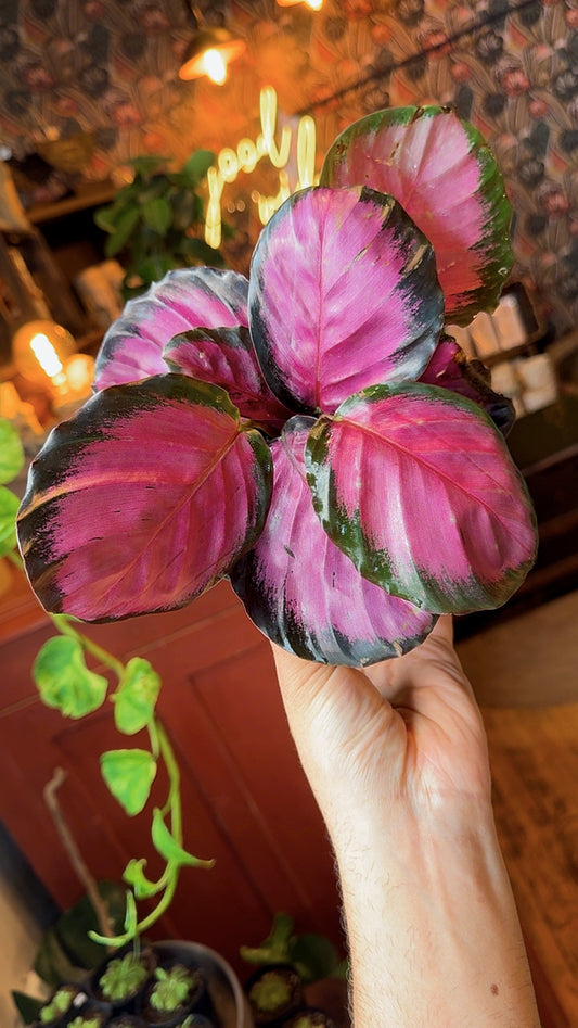 6” Rosepicta Calathea