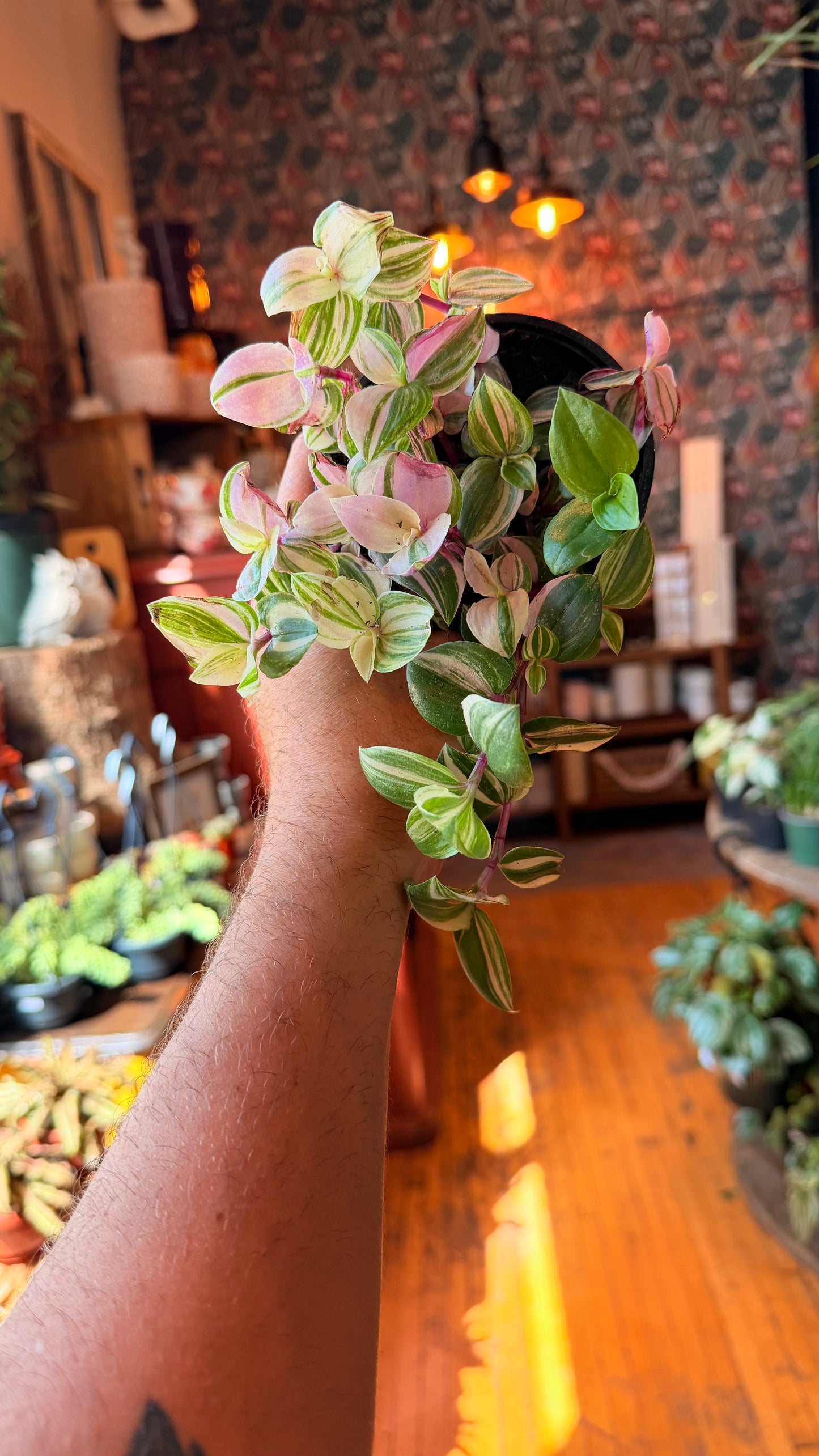 4” QuadColour Tradescantia