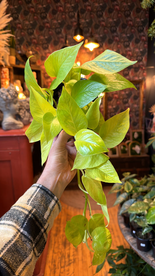 6” Neon Pothos