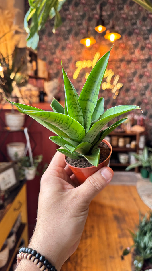 2.5” Tough Lady Snake Plant