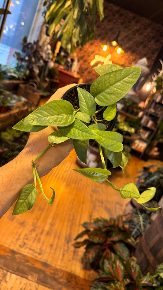 4” Cebu Blue Pothos