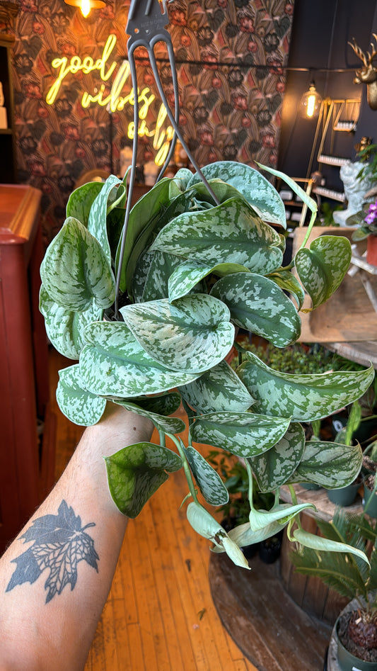 8” Exotica Scindapsus Pothos