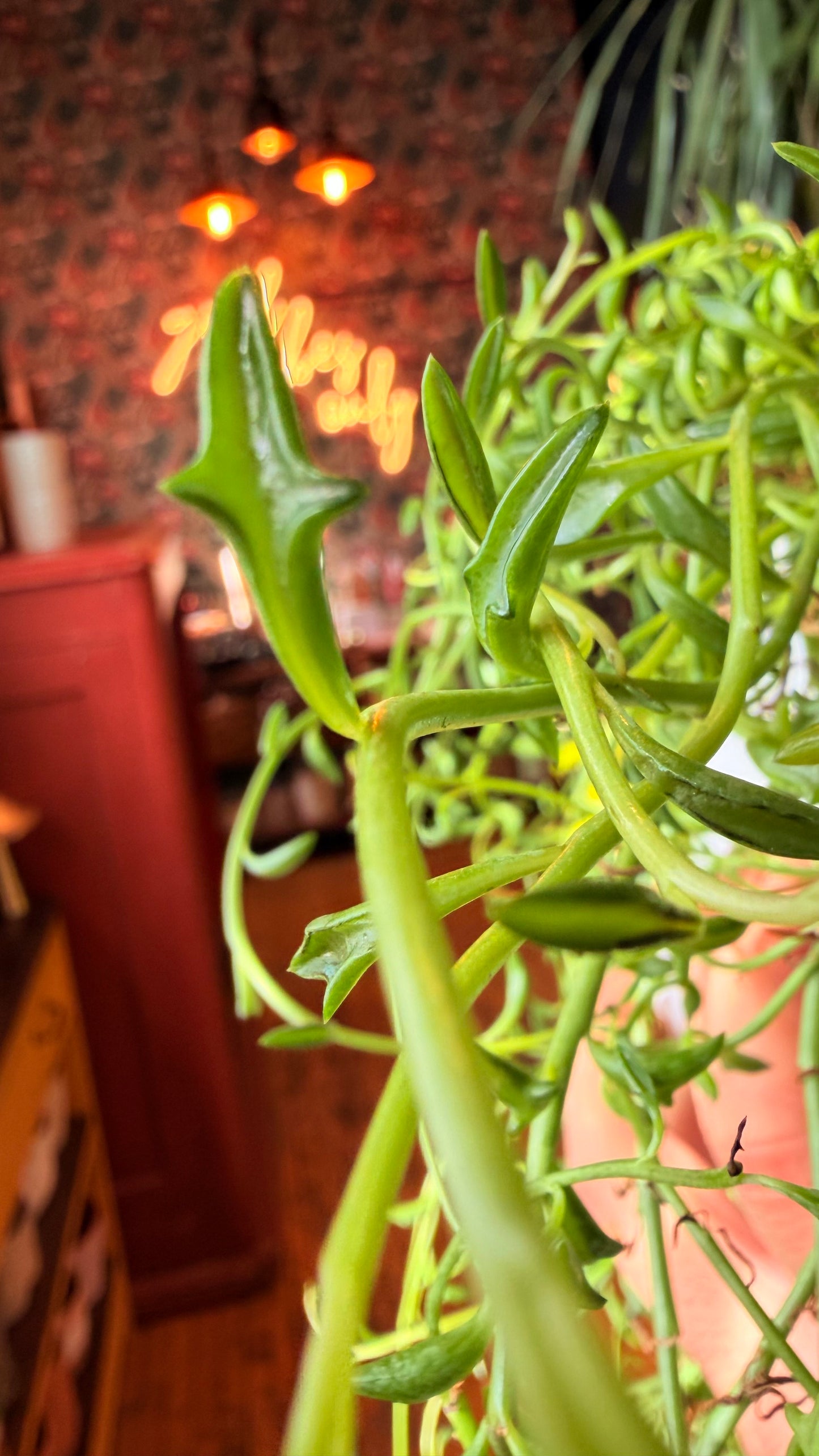 8” String of Dolphins