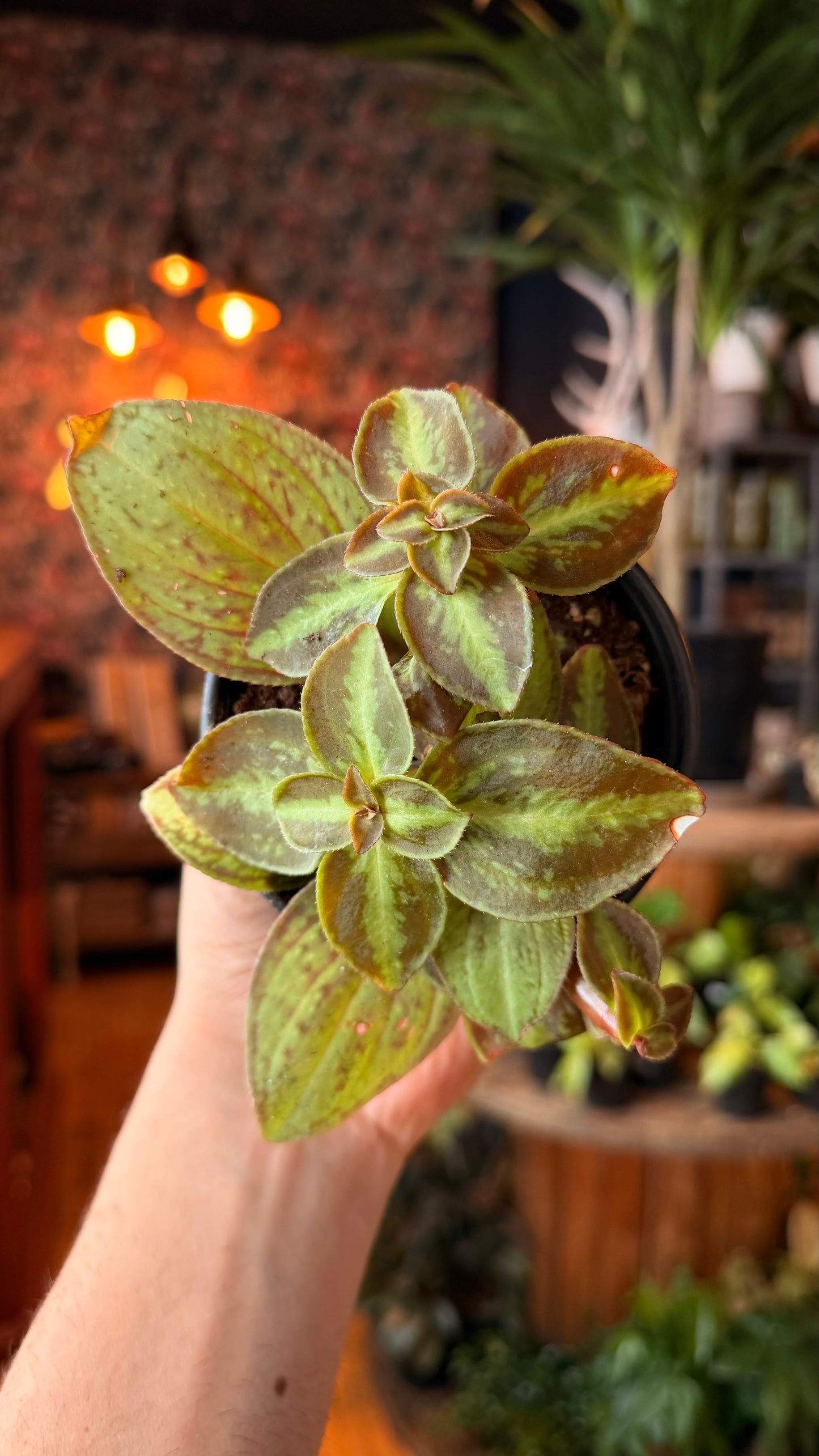 4” Sonerila Cantonensis
