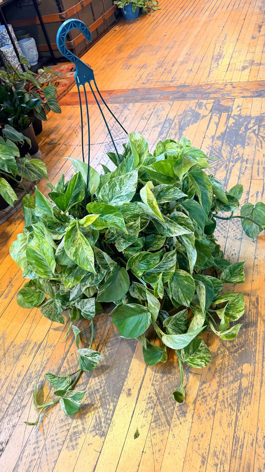 10” Marble Queen Pothos XL