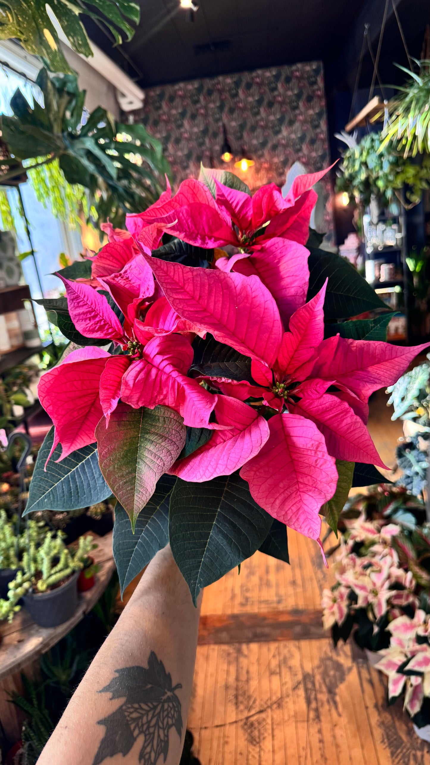 6” Pretty Pink Poinsettia