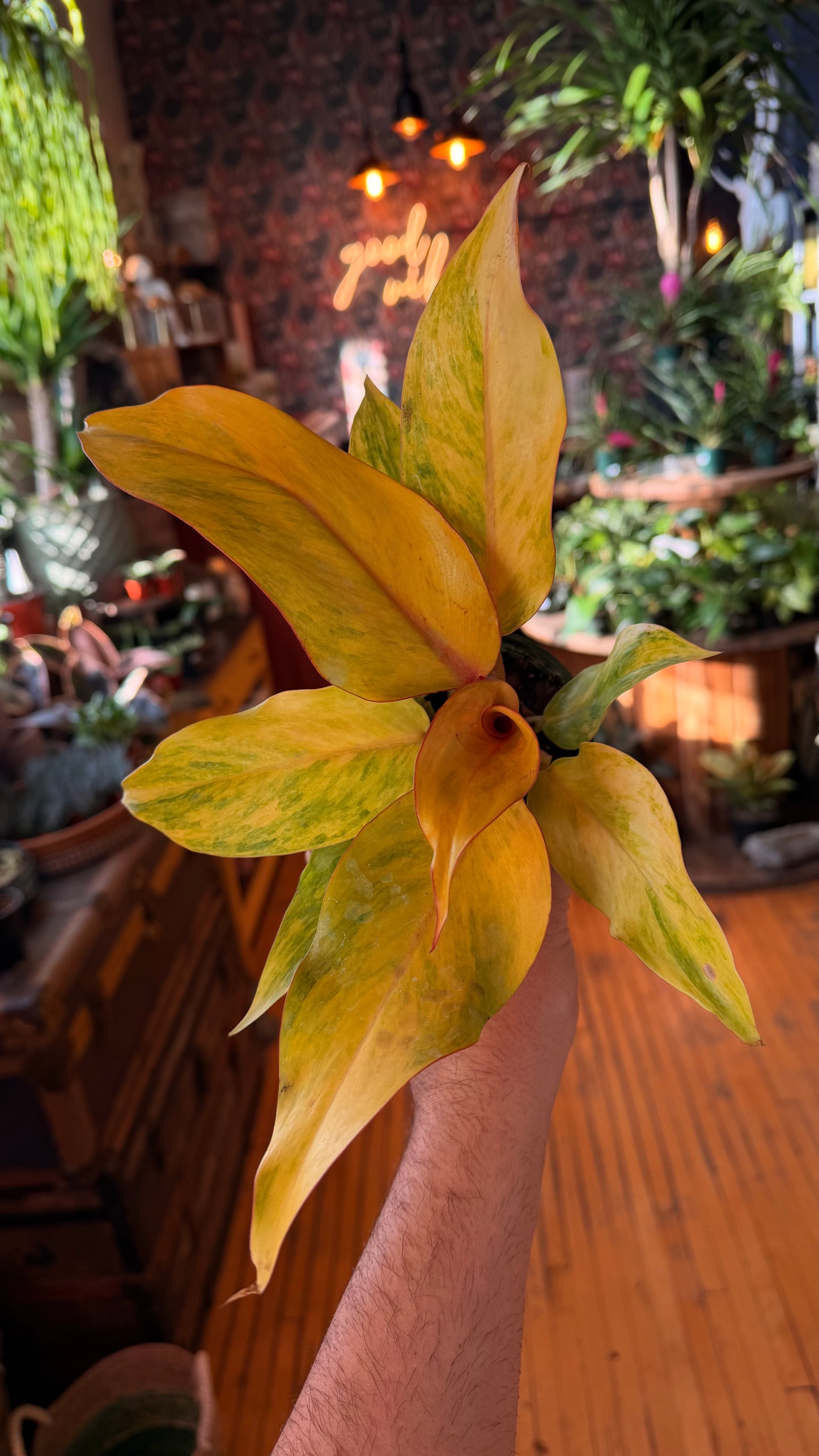 4” Orange Marmalade Philodendron