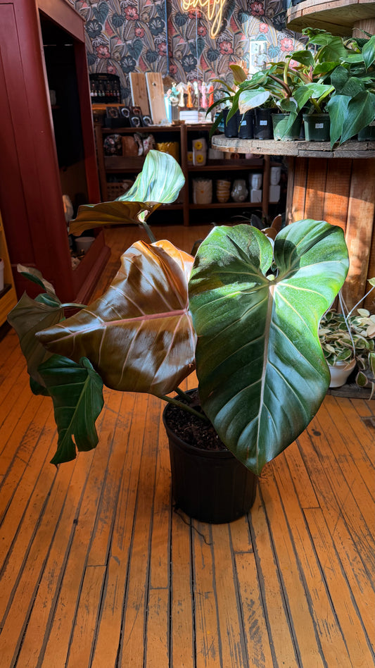 10” Summer Glory Philodendron