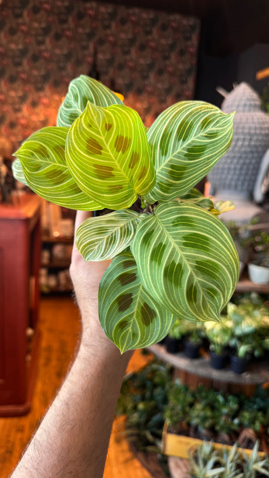 4” Gold Lines Maranta