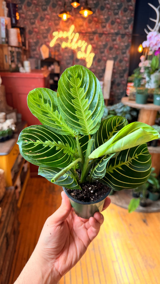 4” Lemon Lime Prayer Plant