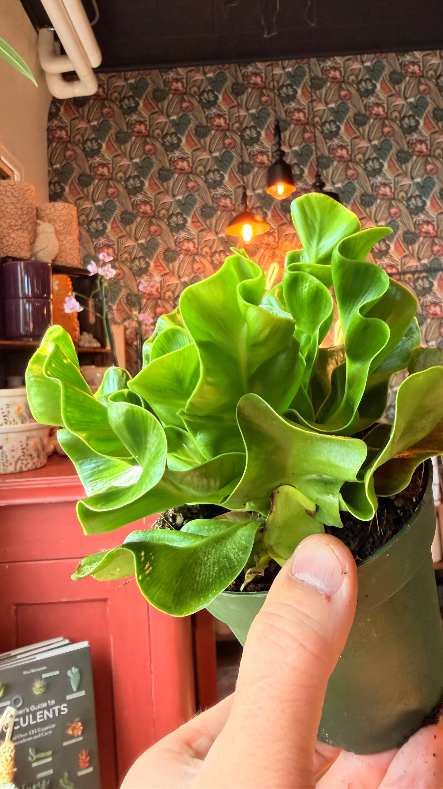 4” Cobra Fern