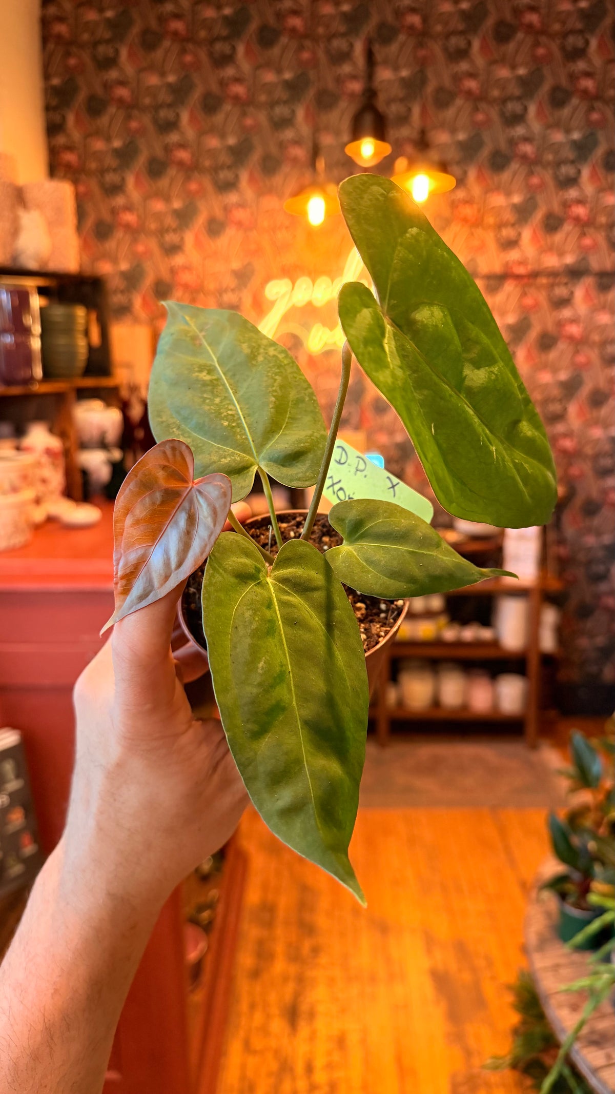 4” Anthurium Hybrid Dark Phoenix X One