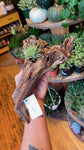 Decorative Driftwood Airplant Holder