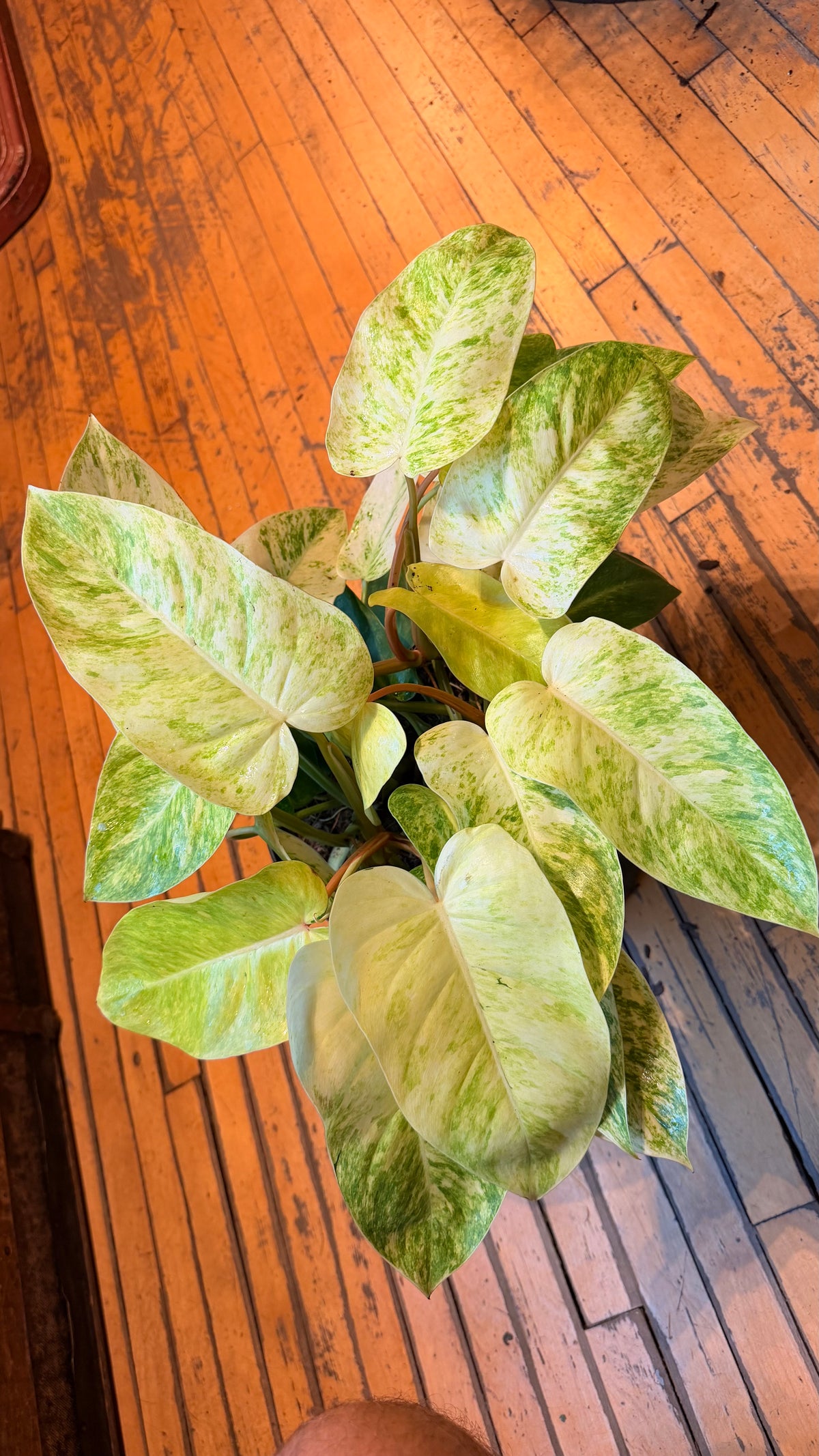 10” Golden Painted Lady Philodendron