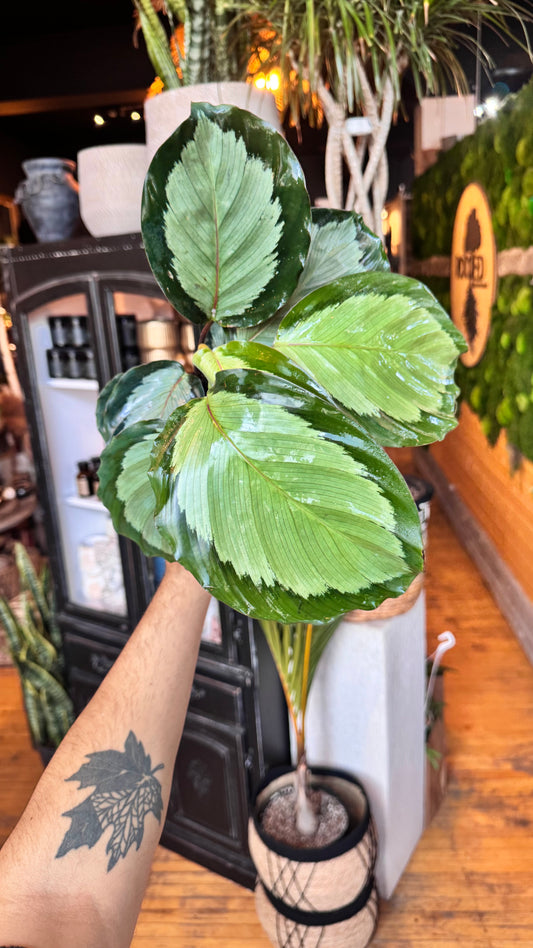 4” Northern Lights Calathea