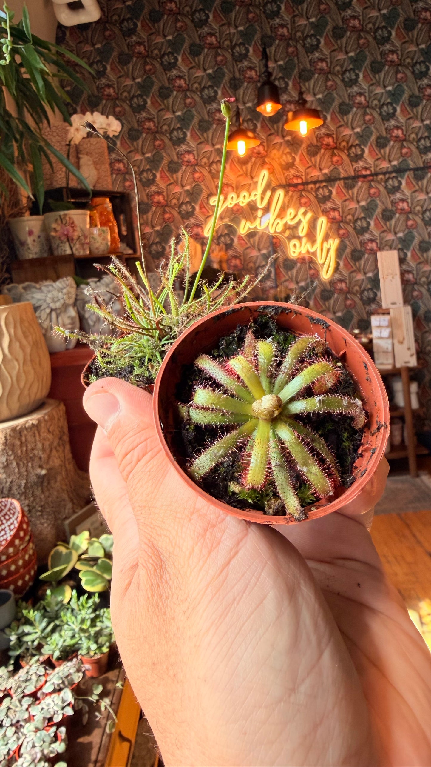 2.5” Assorted Sundews