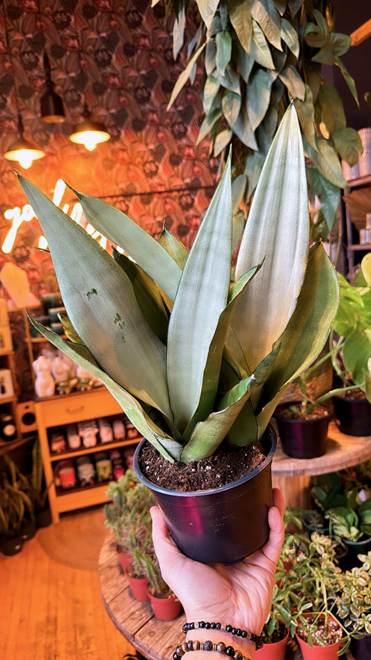 6” Sansevieria Moonshine