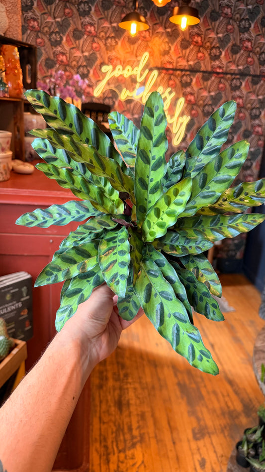 6” Rattlesnake Calathea