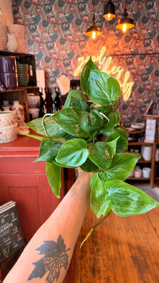 4” Cordatum Green Philodendron