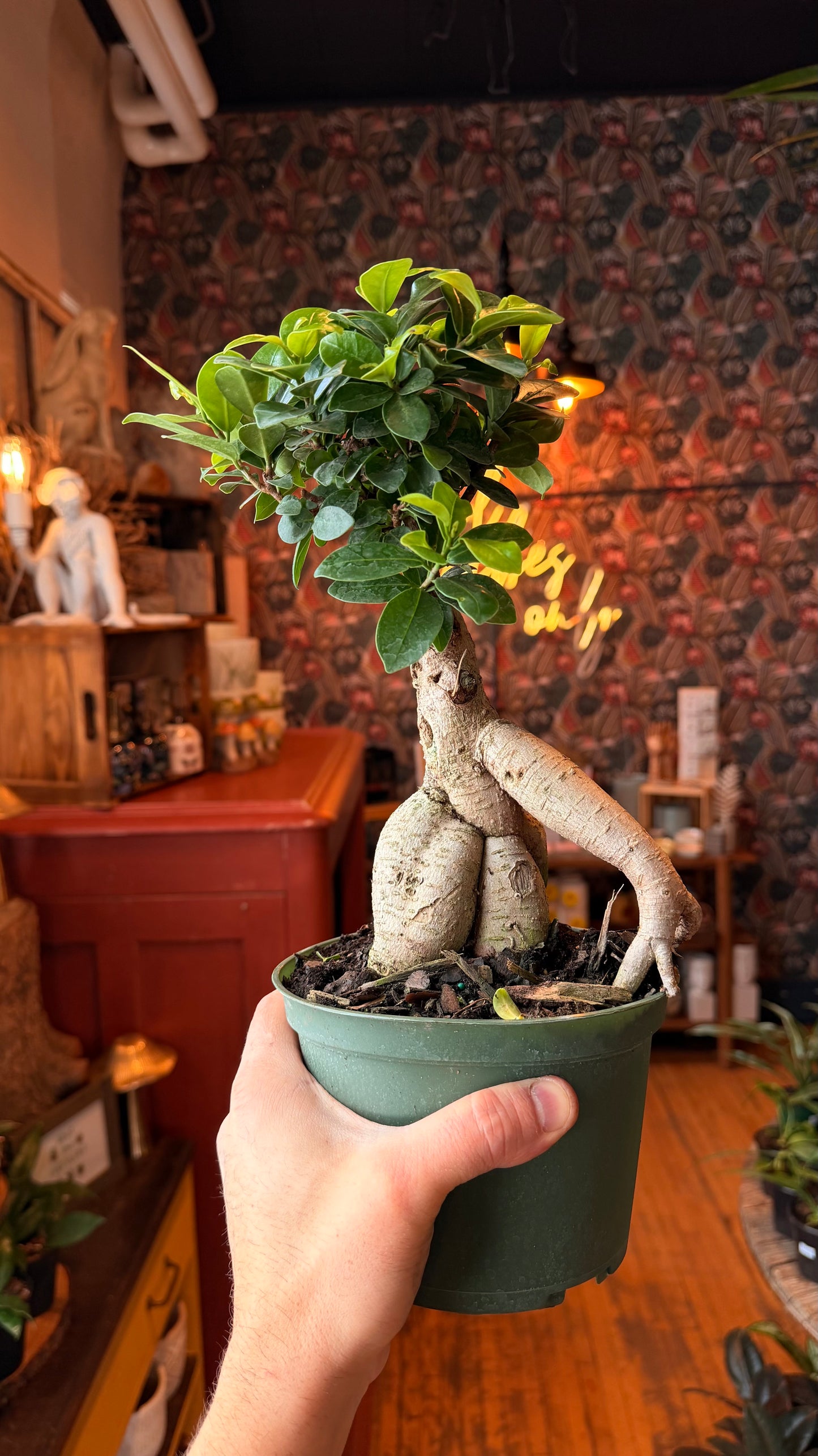 6” Ginseng Bonsai