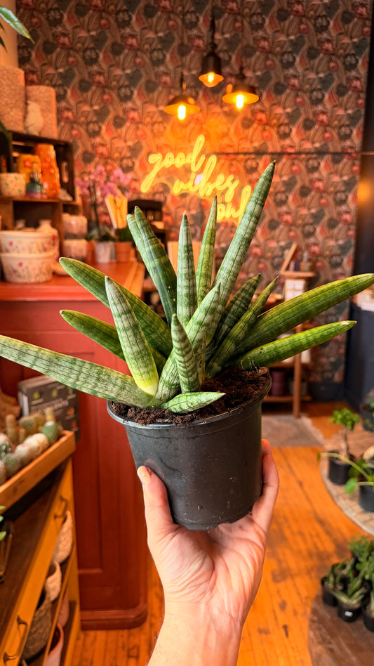 6” Starfish Snake Plant