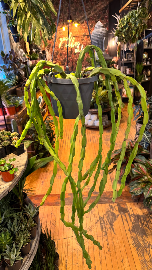 4” Paradoxa Rhipsalis