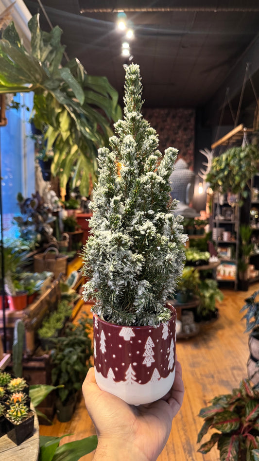 4.5” Colorado Spruce Planter Combo