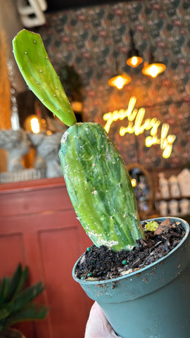 4” Variegated Prickly Pear Cactus