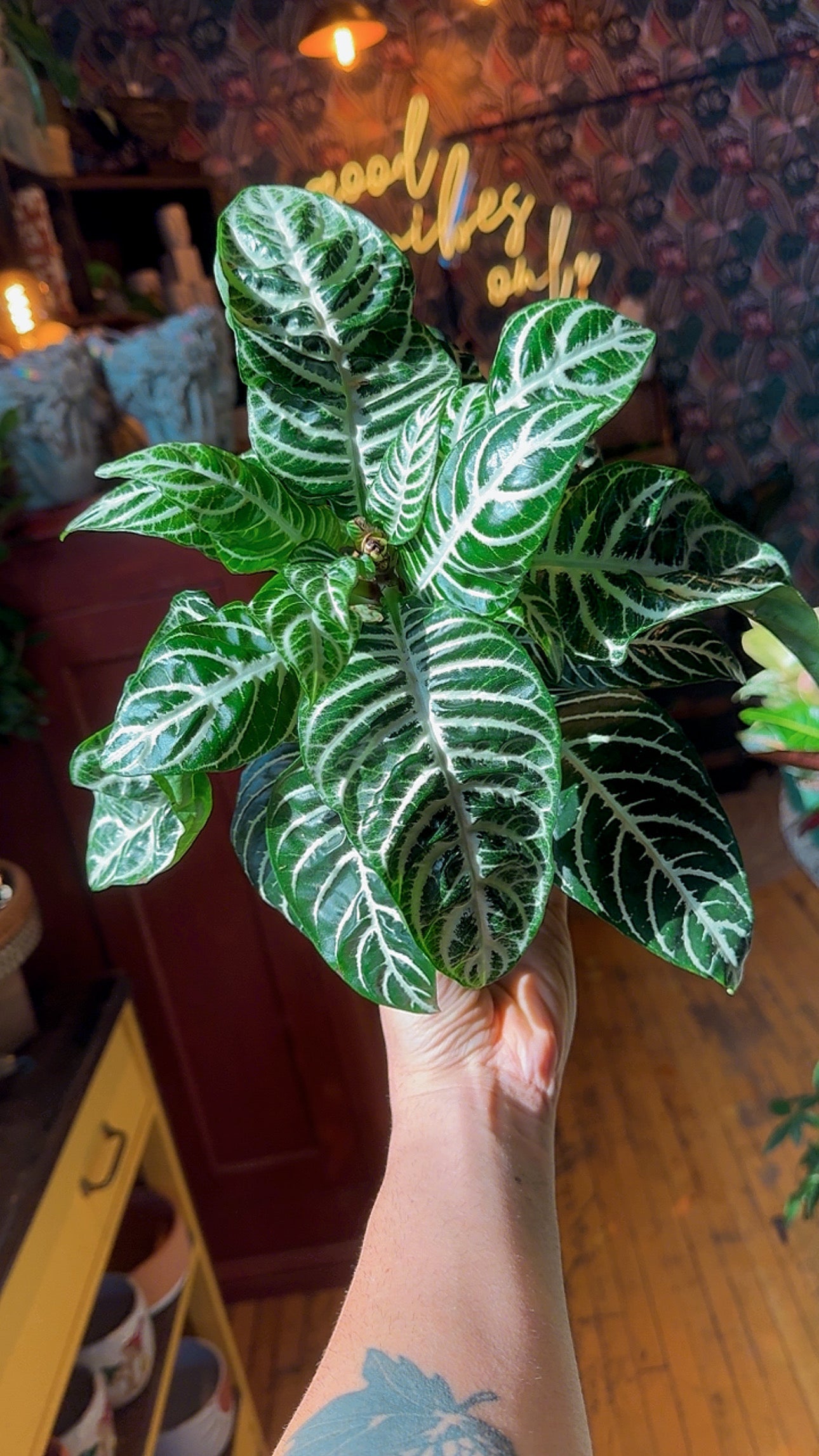 6” Zebra Plant