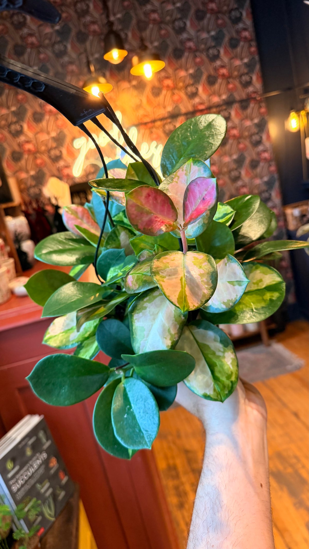 6” Hoya Australis Lisa