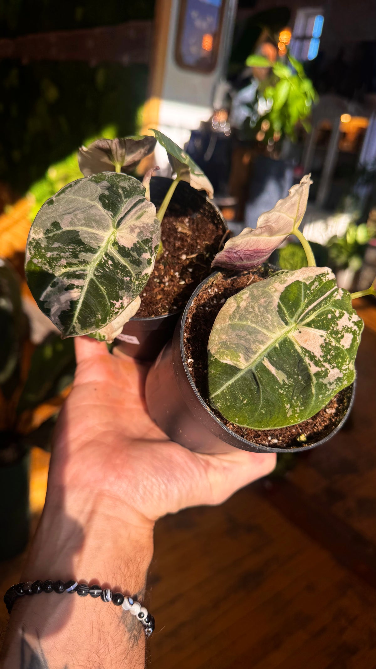 4” Pink Variegated Black Velvet Alocasia