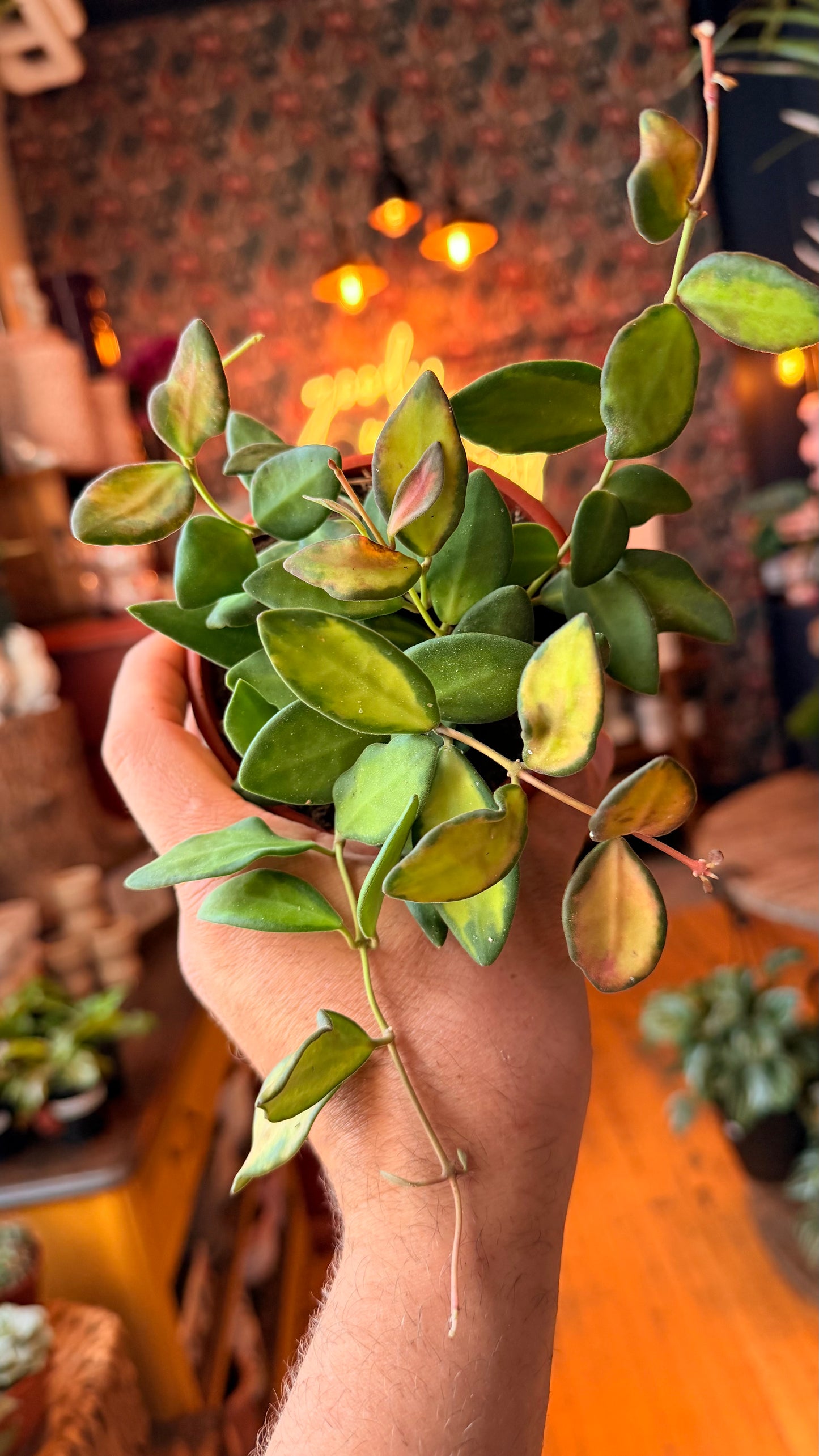 4.5” Hoya Burtoniae Variegated